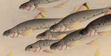 Bakufu: School of Higai Fish (First Edition) (Sold)