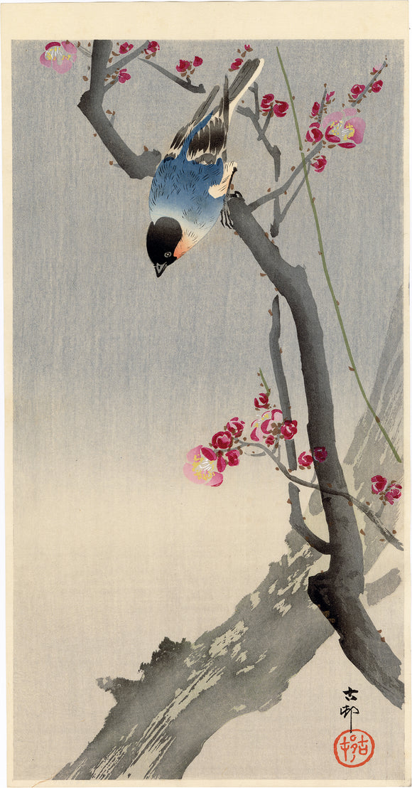 Koson 小原古邨 : Bullfinch on a Blossoming Plum Branch (Sold)