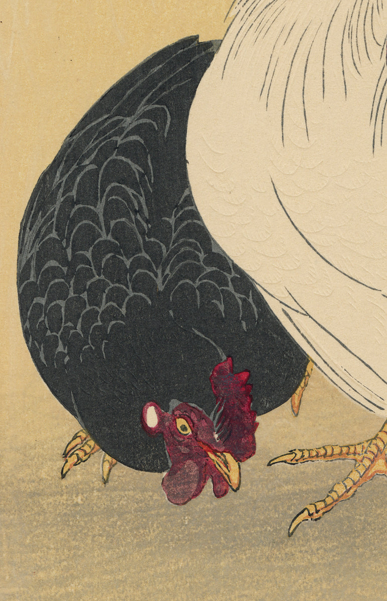 Rooster feathers picture, by Zizounai for: animal parts