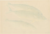 Bakufu: Yellowtail (Hamachi) 魬 (SOLD)