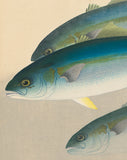 Bakufu: Yellowtail (Hamachi) 魬 (SOLD)