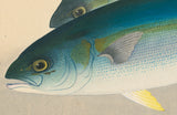 Bakufu: Yellowtail (Hamachi) 魬 (SOLD)
