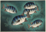 Bakufu: Parrot Fish (Ishidai)