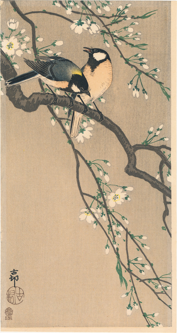 Koson 小原古邨 : Two Varied Tits on a Blooming Cherry Branch (Sold)
