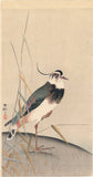 Koson 古邨 : タゲリと葦
