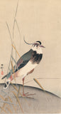 Koson 古邨 : タゲリと葦