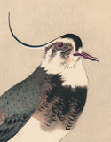 Koson 古邨 : タゲリと葦