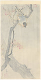 Koson 小原古邨 : Bullfinch on a Blossoming Plum Branch