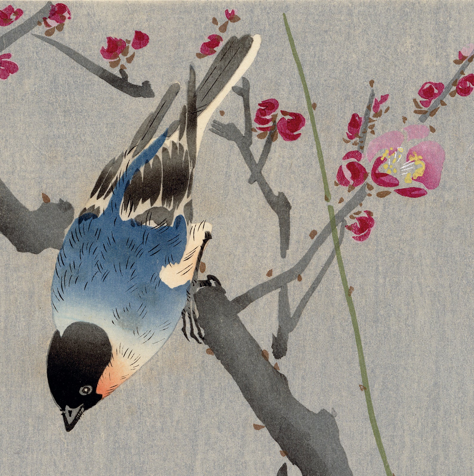 Koson 小原古邨:梅の枝にウソ (販売済み) – Egenolf Gallery Japanese