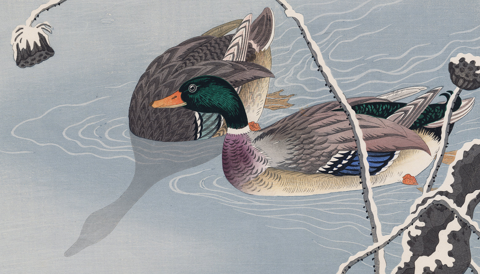 小原古邨「水辺につがいの真鴨」木版画 Koson 小原古邨 : 雪の下のマガモと蓮（特大初版）（売約済み