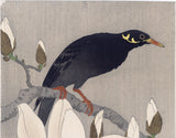 Koson 古邨: Myna Bird on a Magnolia Branch (Oversized) (Sold)