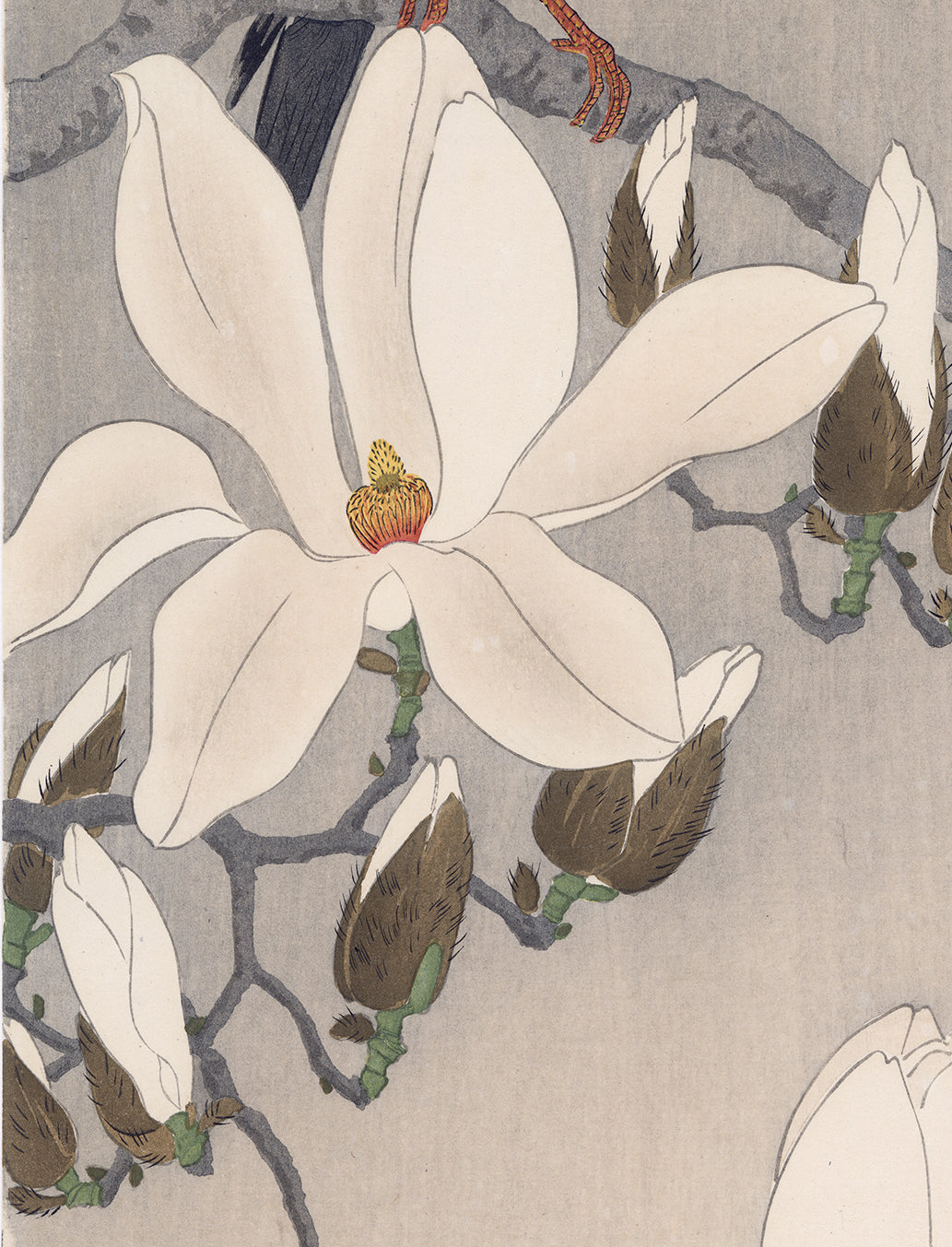 Koson 古邨：モクレンの枝にとまるマイナ鳥（特大サイズ）（販売済み