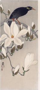 Koson 古邨: Myna Bird on a Magnolia Branch (Oversized) (Sold)