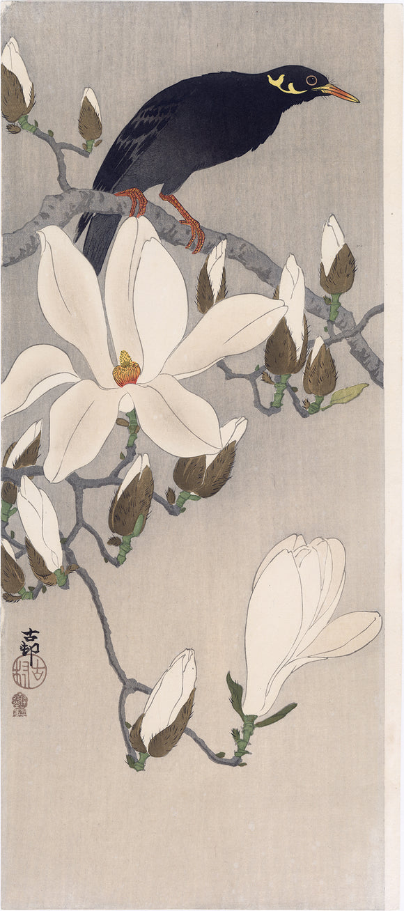 Koson 古邨: Myna Bird on a Magnolia Branch (Oversized) (Reserved)