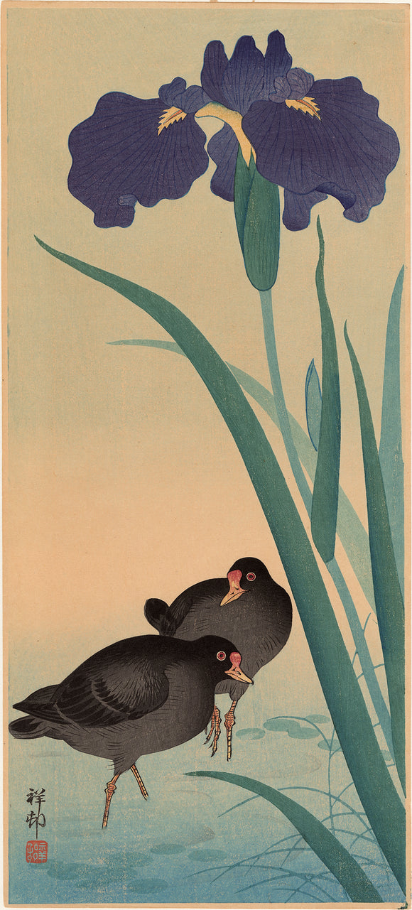 Koson 古邨: Two Wading Gallinules with Iris