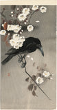 Koson 古邨：桜の枝にとまるカラス