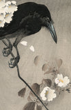 Koson 古邨：桜の枝にとまるカラス