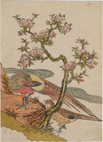 磯田湖龍斎（帰属）：花咲く桜の木の下のキジの一対