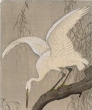 公孫 小原古邨:柳の枝に翼を広げたコサギ 小鷺 (特大初版) (SOLD)