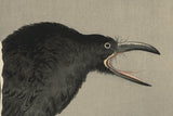 Koson 小原古邨 : Cawing Crow 雪中の鴉 on a Snowy Branch (Oversized) (SOLD)