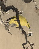 Koson 小原古邨 : Black-Naped Oriole on a Plum Branch 高麗鶯  (1st edition) (Sold)