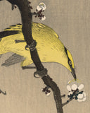 Koson 小原古邨 : Black-Naped Oriole on a Plum Branch 高麗鶯  (1st edition) (Sold)