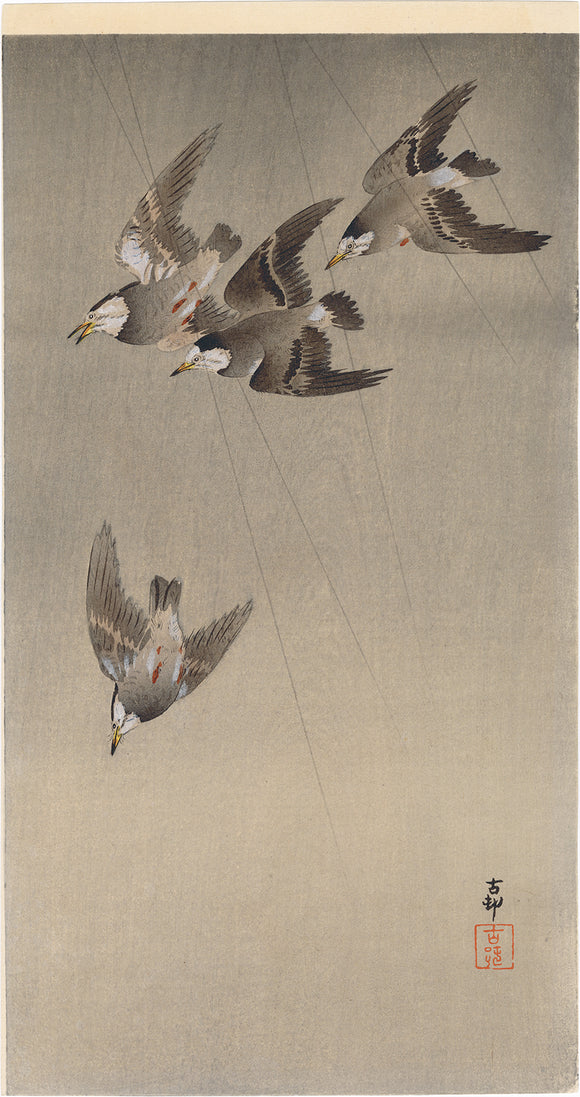 Koson 小原古邨 : Grey Starlings in Flight in the Rain