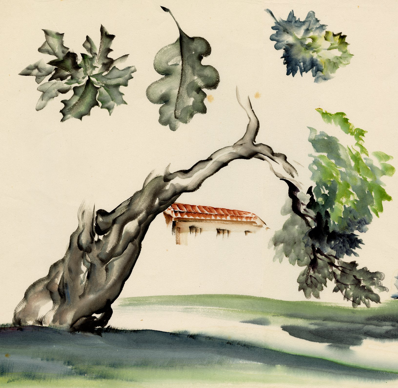 小幡：水彩画；樫の木と樫の葉の習作（販売済み） – Egenolf
