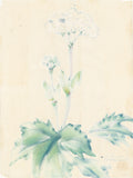 Obata: Watercolor of Blooming Cow Parsnip (Heracleum maximum)