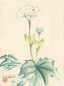 Obata: 開花したオオハナウド（Heracleum maximum）の水彩画 – Egenolf