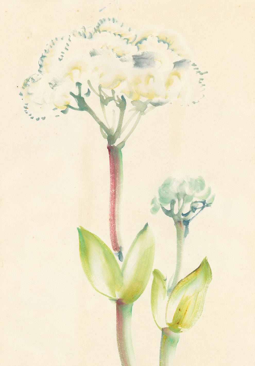 Obata: 開花したオオハナウド（Heracleum maximum）の水彩画 – Egenolf