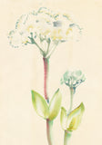 Obata: Watercolor of Blooming Cow Parsnip (Heracleum maximum)