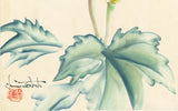 Obata: Watercolor of Blooming Cow Parsnip (Heracleum maximum)
