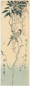 Hiroshige: A charming finch perches on the tangle of a wisteria vine, the purple flowers delicately rendered in the background without outlines. Poem, right side.