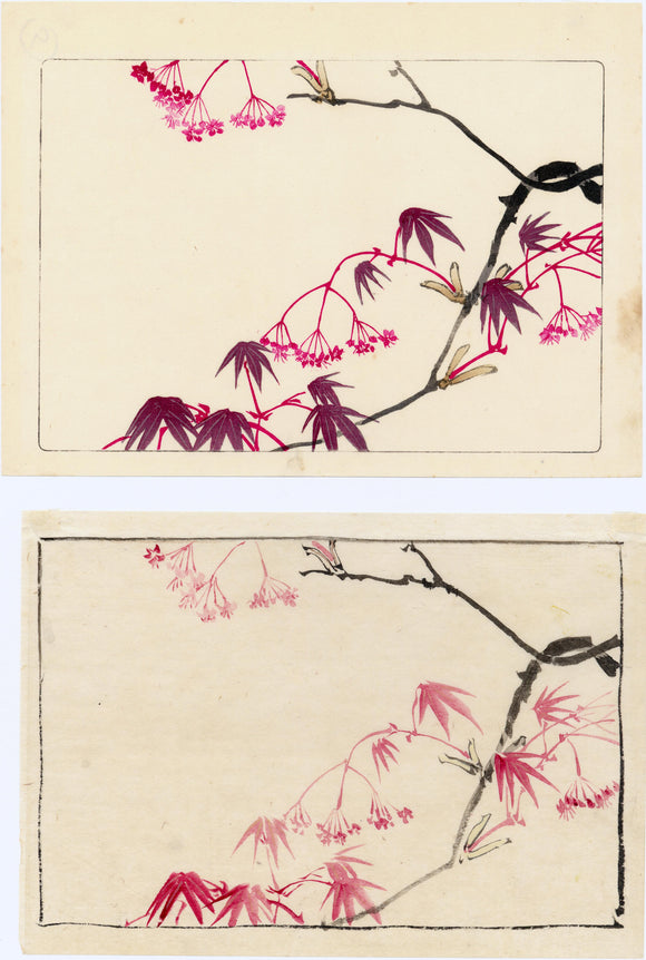 Shibata Zeshin: Maple leaf bough with matching watercolor