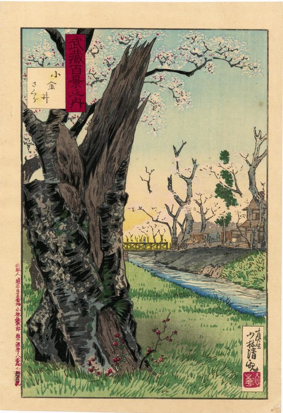 Kiyochika: Cherry Blossoms at Koganei