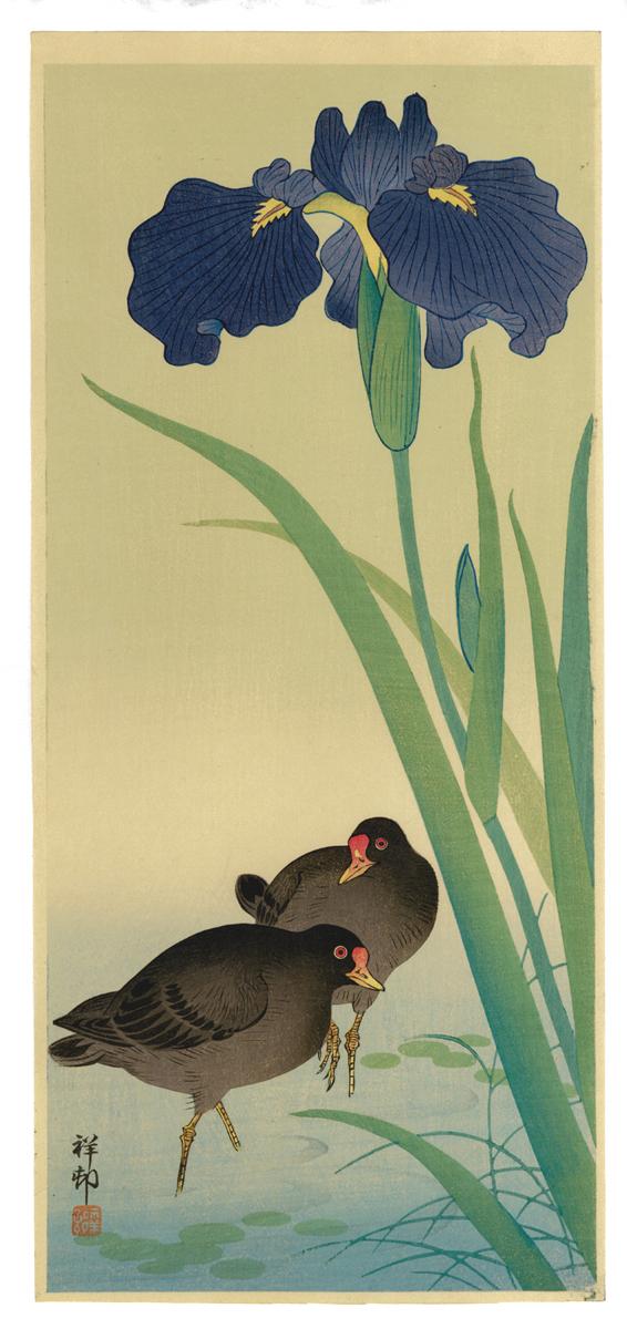 Ohara Kōson: Two Gallinules with Iris