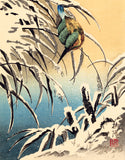 ふよ（楢崎栄光）：カワセミと雪に覆われた葦（販売）