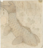 After Gakutei: Surimono of a Swimming Carp Amidst Seaweeds (Meiji edition) (Sold)