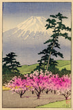 蓮井：富士山と咲く桜（販売）
