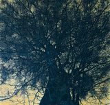 Hoshi Jōichi: High Treetop (A) (Sold)
