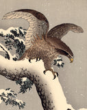 Koson 小原古邨: Eagle on a Snowy Branch 鷲 (Sold)