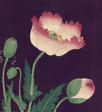 Koson 小原古邨 : Poppies (Sold)