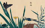 Kitao Masayoshi 北尾政美: Pied Wagtail, Lotus and Iris Plants