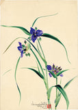 小幡：紫ツユクサの花の水彩画（販売）