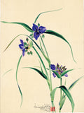 小幡：紫ツユクサの花の水彩画（販売）